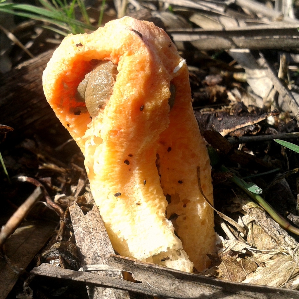 Clathrus columnatus · July 2015 · photo: © vinicius_s_domingues (iNaturalist, cc-by)
