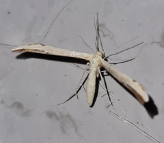 Hellinsia lienigianus