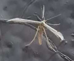 Hellinsia lienigianus