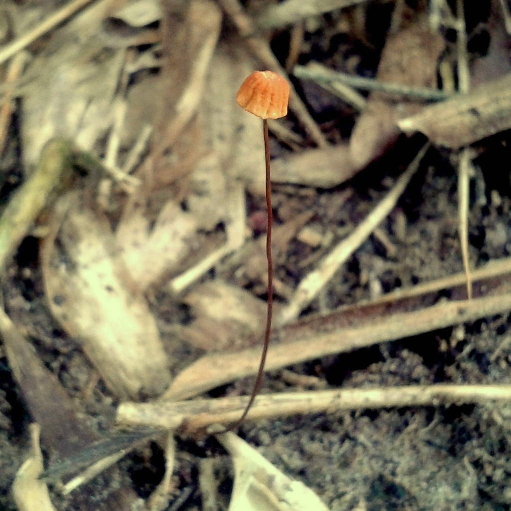 Marasmius siccus · September 2015 · photo: © vinicius_s_domingues (iNaturalist, cc-by)