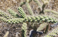 Cylindropuntia kelvinensis