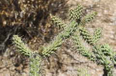 Cylindropuntia kelvinensis