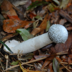 Itajahya galericulata