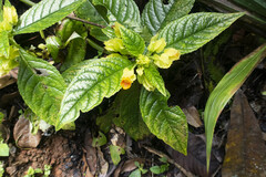 Chrysothemis friedrichsthaliana