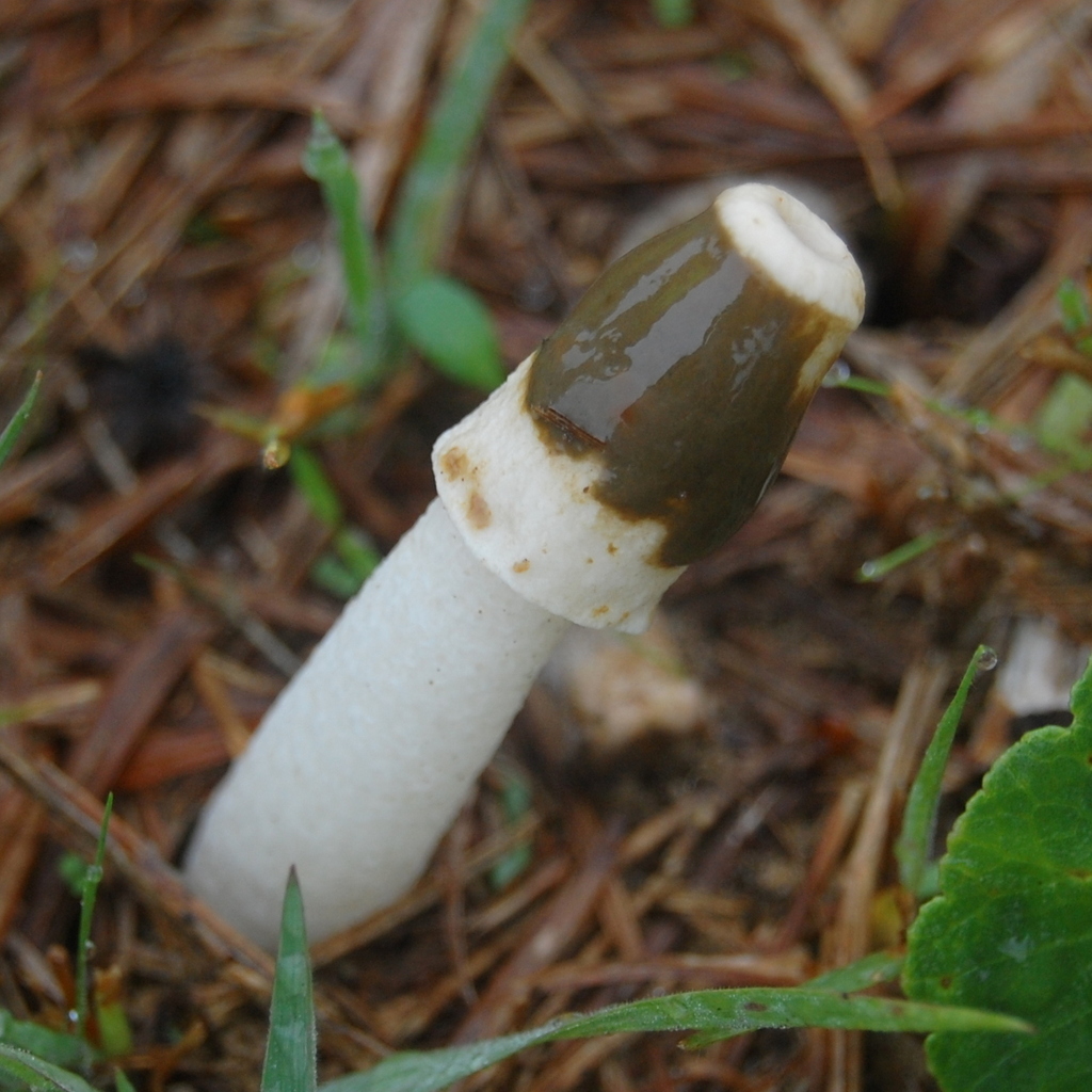 Phallus granulosodenticulatus · May 2017 · photo: © vinicius_s_domingues (iNaturalist, cc-by)