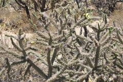 Cylindropuntia kelvinensis