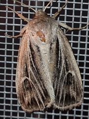 Mythimna velutina