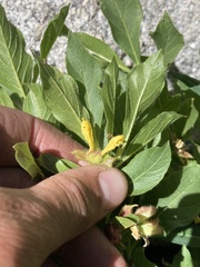 Lonicera involucrata involucrata