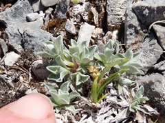 Antennaria alpina