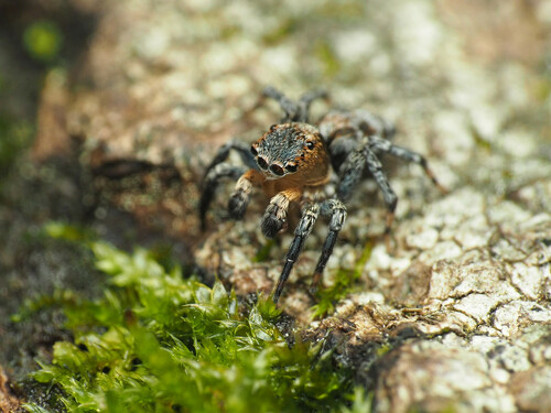 Flea jumping spider photo 5
