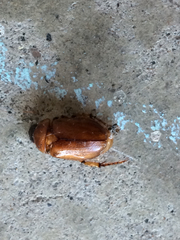 Cyclocephala pasadenae