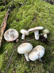 Russula crassotunicata