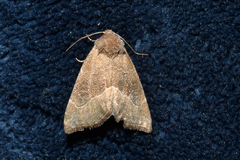 Plagiomimicus spumosum