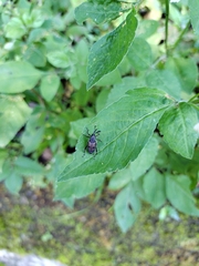 Cercidocerus erubescens