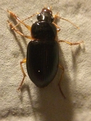 Notiobia