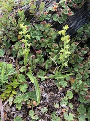 Platanthera longibracteata