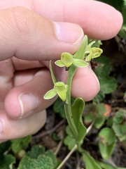 Platanthera longibracteata