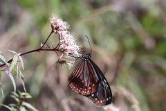 Eupatorium fortunei