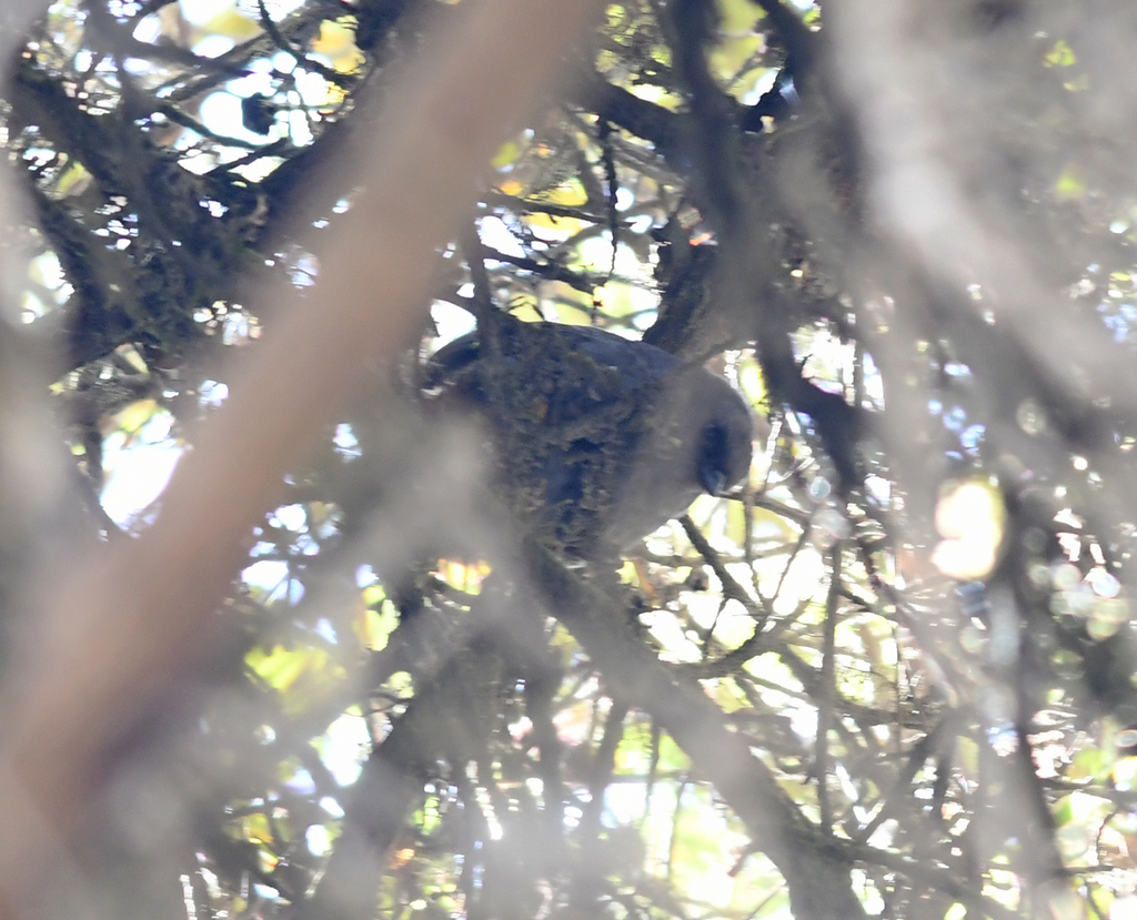 Jalca Tapaculo photo