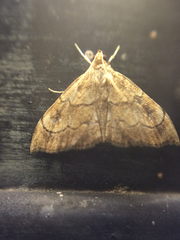 Scybalistodes periculosalis