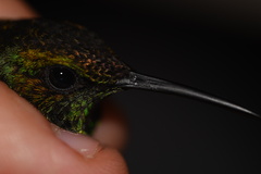 Thalurania furcata