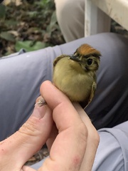 Platyrinchus coronatus