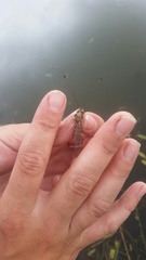 Ululodes macleayanus