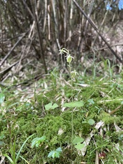 Neottia meifongensis
