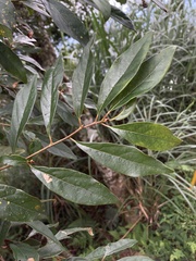 Lindera erythrocarpa