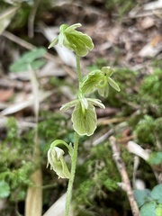 Neottia meifongensis