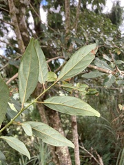 Lindera erythrocarpa