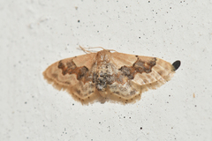 Idaea gemmata