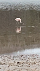 Phoenicopterus