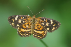 Anthanassa hermas