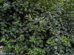 Commicarpus tuberosus