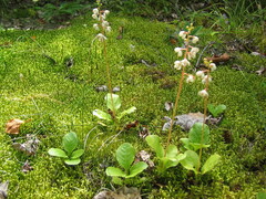 Pyrola minor