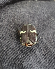 Amithao marginicollis