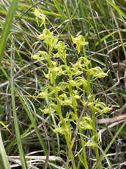 Platanthera mandarinorum pachyglossa