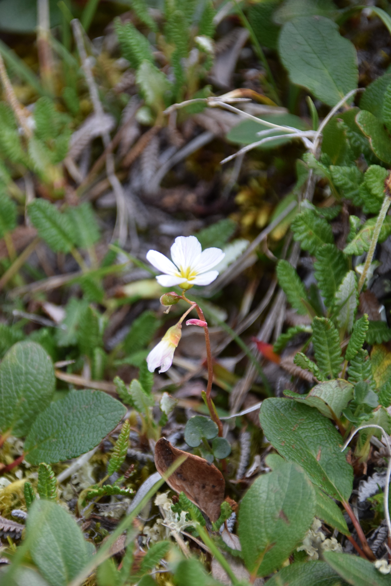 Bostock's Montia (Montia bostockii)