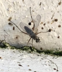 Hypocharassus pruinosus