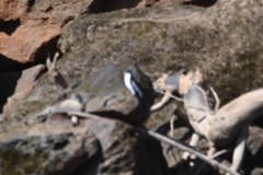 Tachycineta albiventer