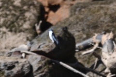 Tachycineta albiventer