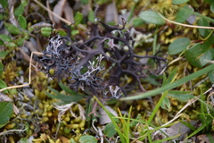 Masonhalea richardsonii