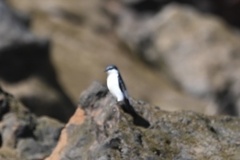 Tachycineta albiventer