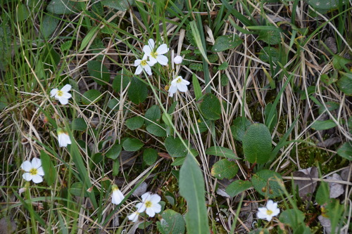 Image of Bostock's Montia (Montia bostockii) by (c) Syd Cannings, some rights reserved (CC BY)