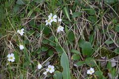 Montia bostockii