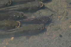 Auchenipteridae