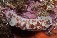 Aphelodoris brunnea