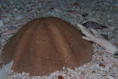 Echinolampas crassa
