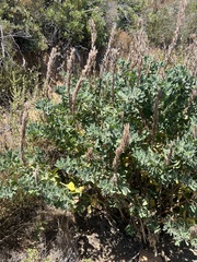 Thermopsis macrophylla
